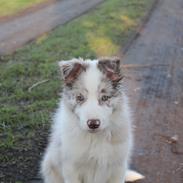 Border collie Low-key