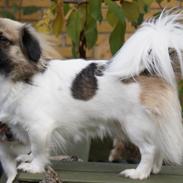 Tibetansk spaniel Emmi