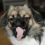 Tibetansk spaniel Emmi