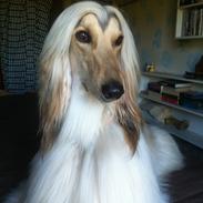 Afghansk mynde Alfred