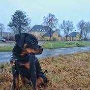 Rottweiler Herman
