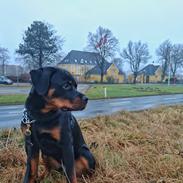 Rottweiler Herman 