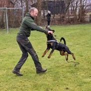 Rottweiler Herman