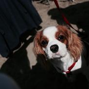 Cavalier king charles spaniel Zika