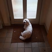 Blanding af racer Pinkie