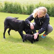 Labrador retriever Høstemark Pixie (Trine)