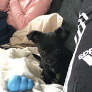 Chihuahua Charlie 