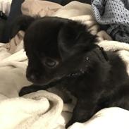 Chihuahua Charlie 