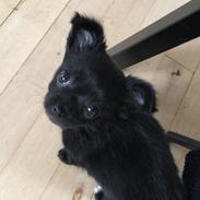 Chihuahua Charlie 