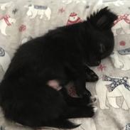 Chihuahua Charlie 