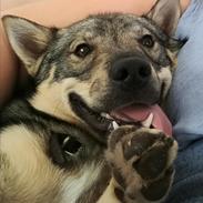 Västgötaspids Fenris - Clasus Njald