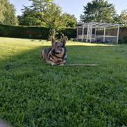 Västgötaspids Fenris - Clasus Njald