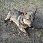 Västgötaspids Fenris - Clasus Njald