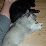 Blanding af racer ziggi