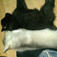 Blanding af racer ziggi