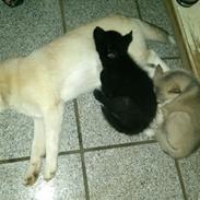 Blanding af racer ziggi