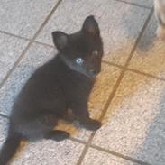 Blanding af racer ziggi