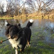 Shetland sheepdog Shellove Night Soldier (Luca)