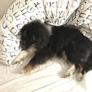 Shetland sheepdog Shellove Night Soldier (Luca)