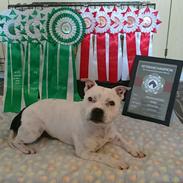 Staffordshire bull terrier Buddha