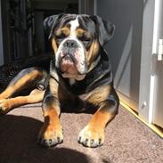 Olde english bulldogge Spike