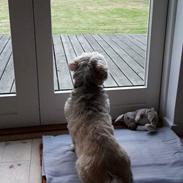 Lhasa apso Molly i comeback nu næsten 12 år