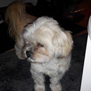 Lhasa apso Molly i comeback nu næsten 12 år
