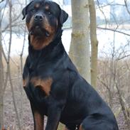 Rottweiler Ejler