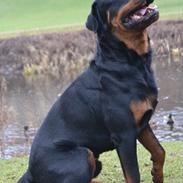 Rottweiler Ejler