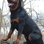 Rottweiler Ejler