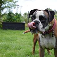 Boxer Benzon