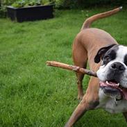 Boxer Benzon