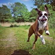 Boxer Benzon