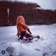 Boxer Benzon