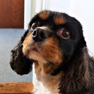 Cavalier king charles spaniel Agersbøl`s  Isabella