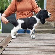 Engelsk springer spaniel Wøkk´s Dina