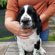 Engelsk springer spaniel Wøkk´s Dina