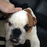 Engelsk bulldog Bertram