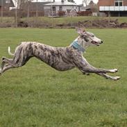 Whippet Bianchi