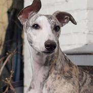 Whippet Bianchi