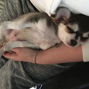 Chihuahua Pleasure" Amadeus " King of the World 