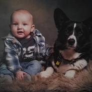 Welsh corgi cardigan Boston