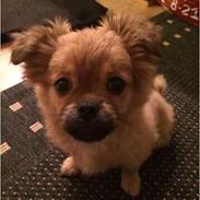 Blanding af racer Emma