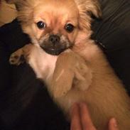 Blanding af racer Emma