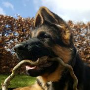 Schæferhund Lester Flokkenlund
