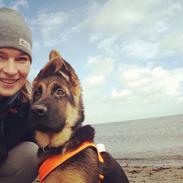 Schæferhund Lester Flokkenlund