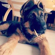 Schæferhund Lester Flokkenlund