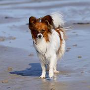Papillon Hugo