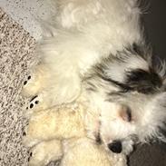 Chinese crested powder puff Kenzo