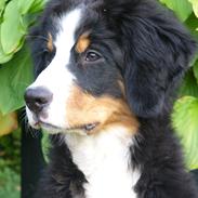 Berner sennenhund Milja